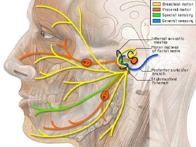 surgical anatomy of facial nerve Powerpoint tutorials for teens
